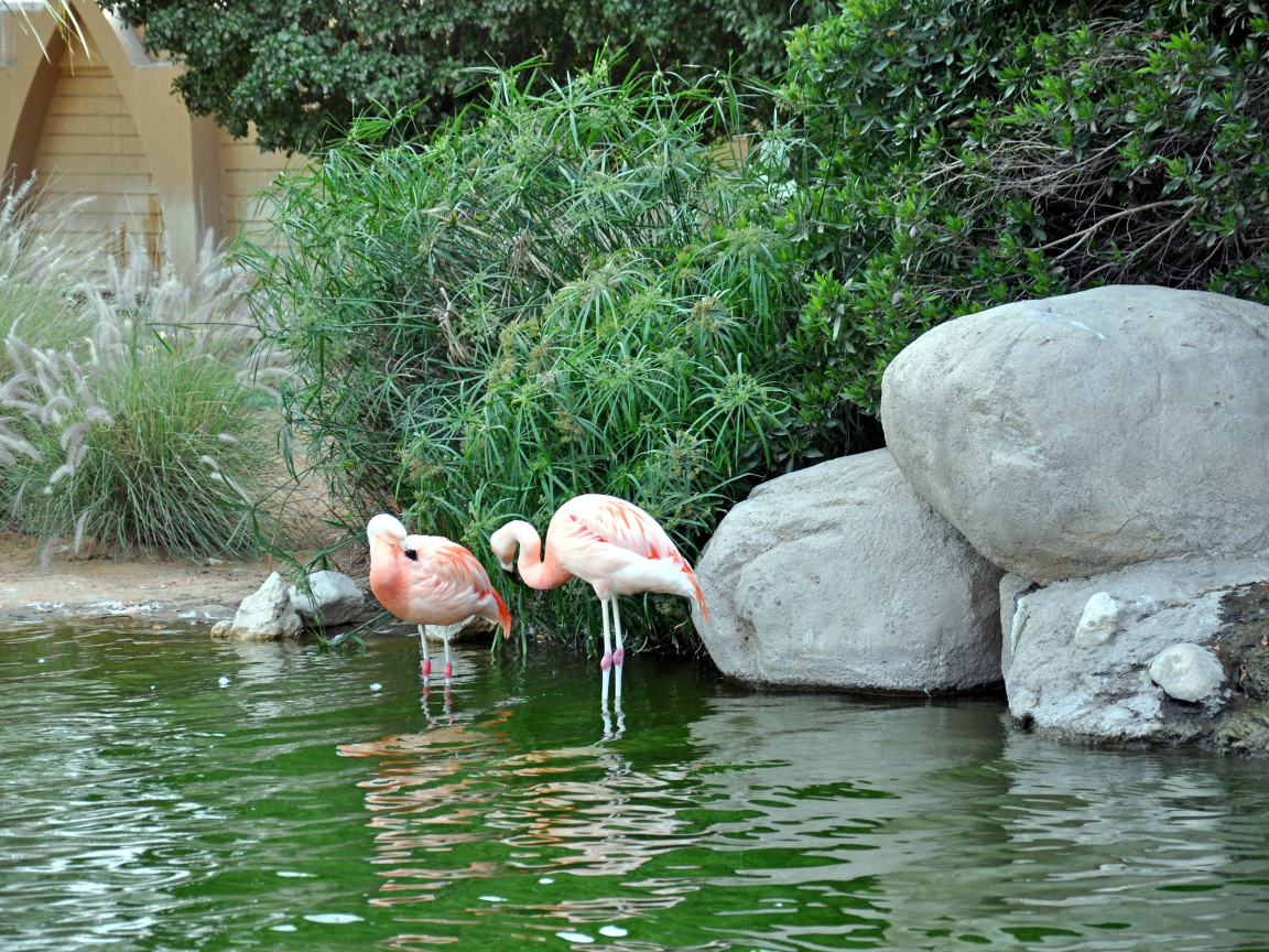 розовый, вид, птицы, животные, вода, пруд, фламинго, птицы, камыш
