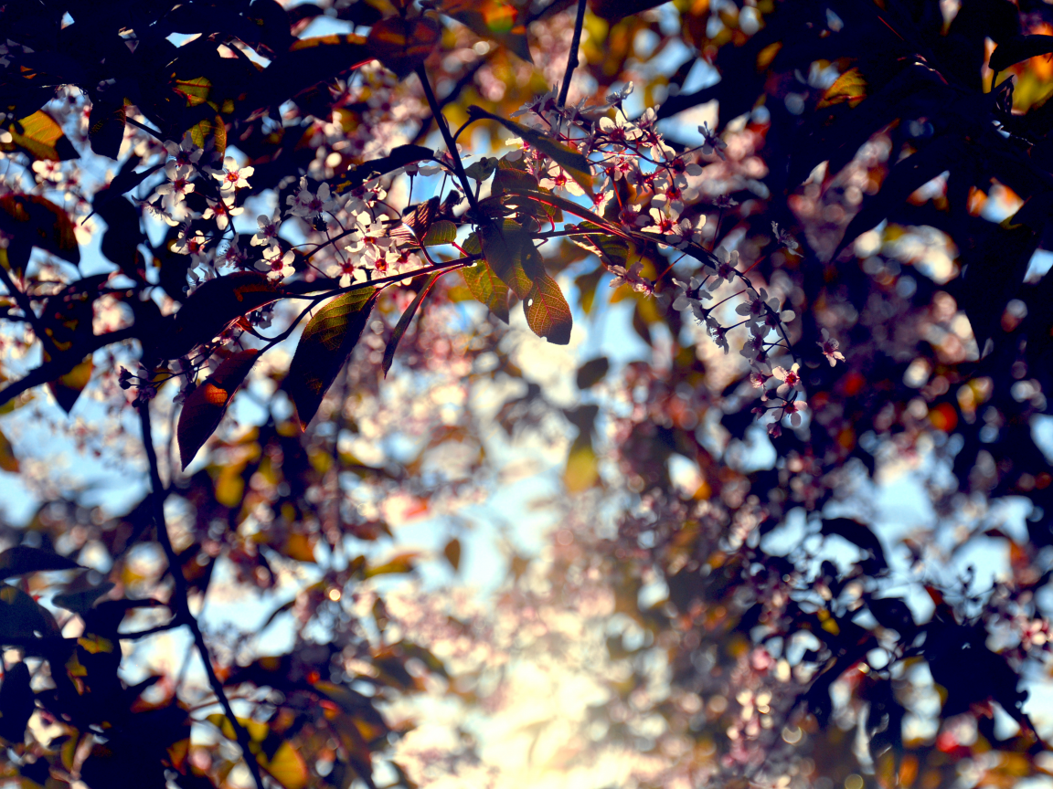 солнце, by mike pro, листья, цветы, свет, цвета