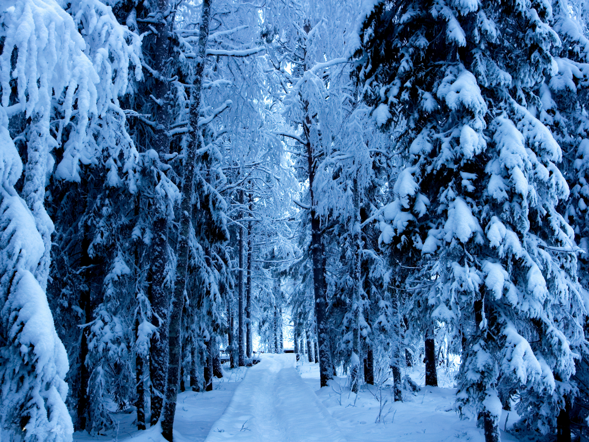 природа, снег, дорога, зима, лес