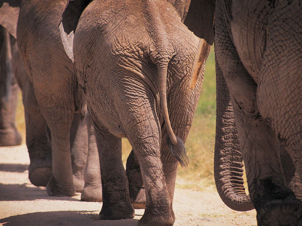 фото слонов, слоны, животные, большие животные, африка, elephants