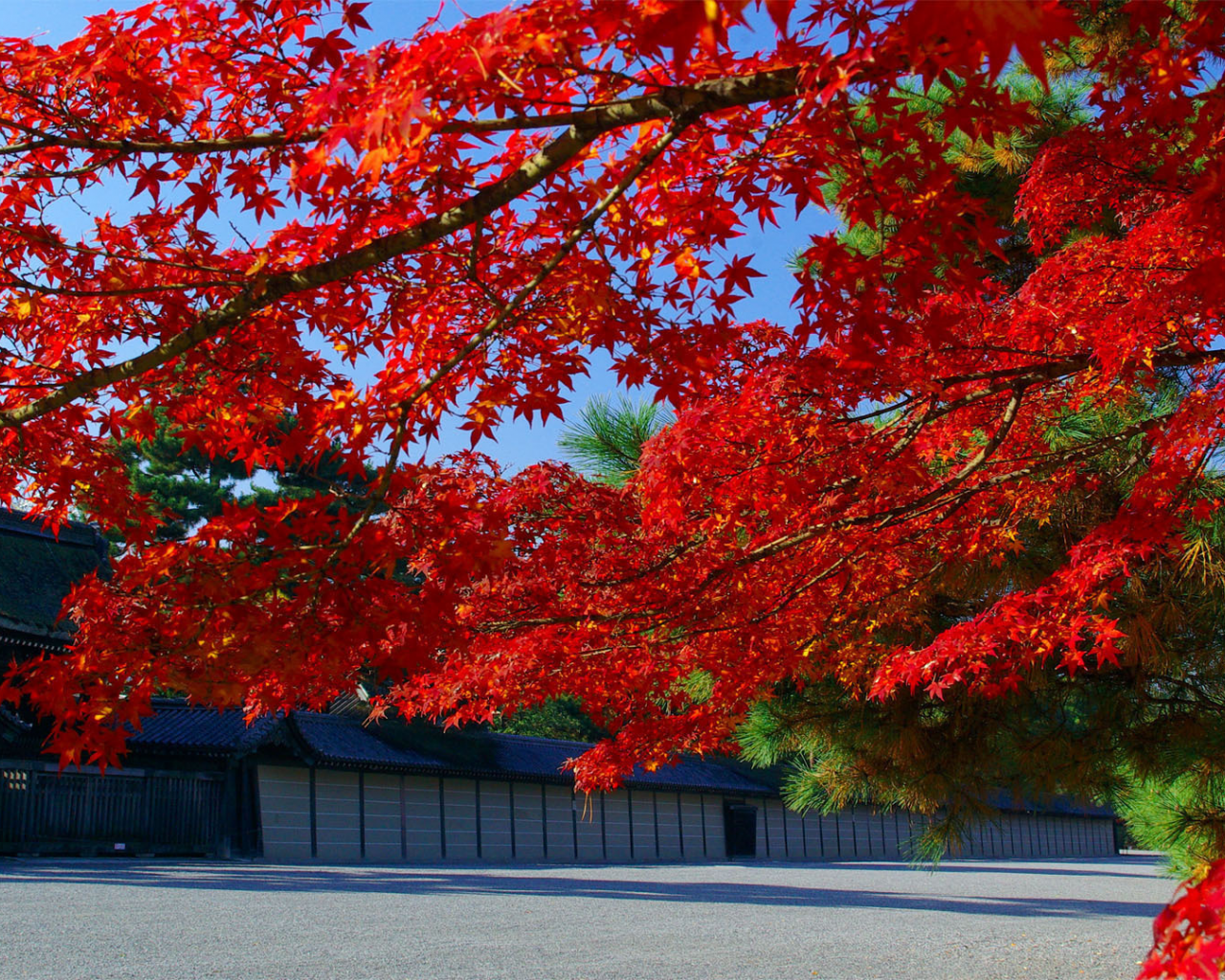 ветки, клен, листья, япония, осень