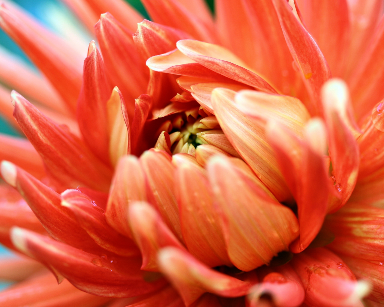 фотография, цветок, лепестки, оранжевый, оранжевая страсть