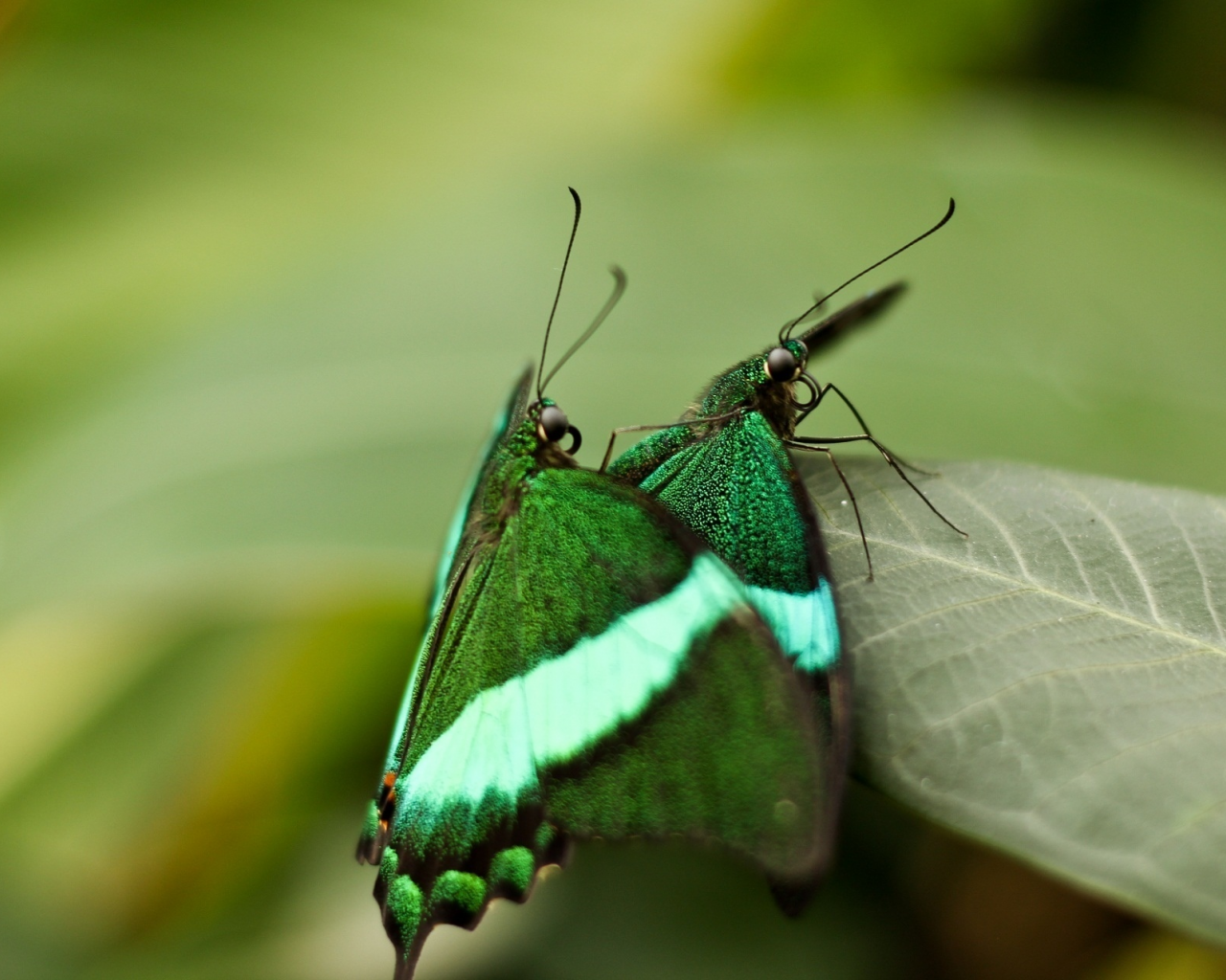 macro, бабочки, leaf, макро, insects, nature, 1920x1272, природа, butterflies, листок, насекомые