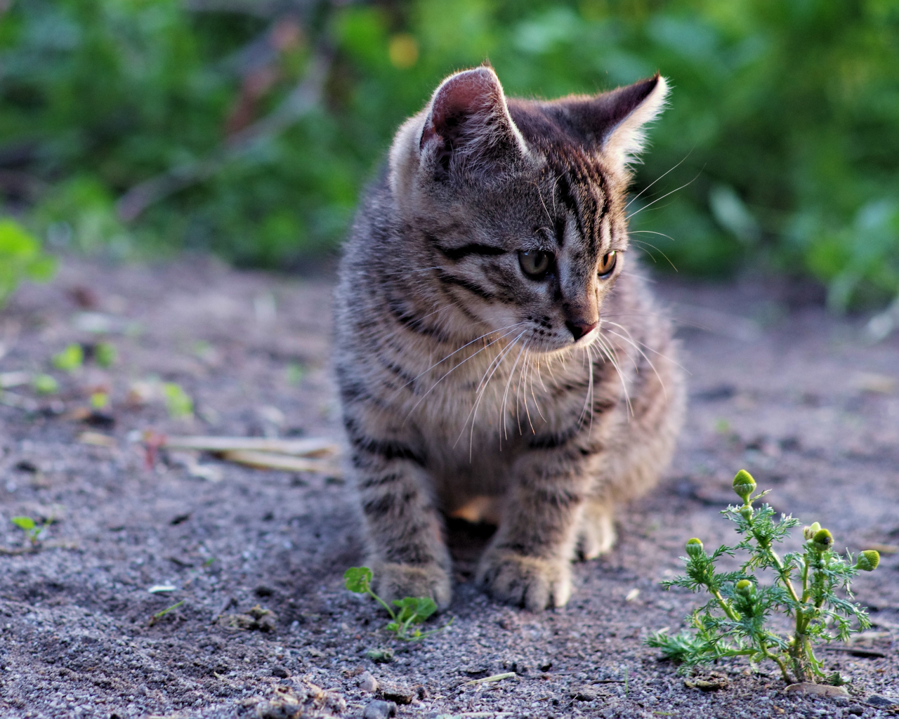 Кошки, котята