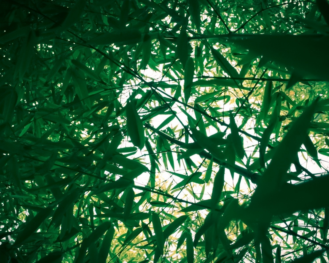 зелень, свет, заросли, природа, nature, бамбук, ветки, листья
