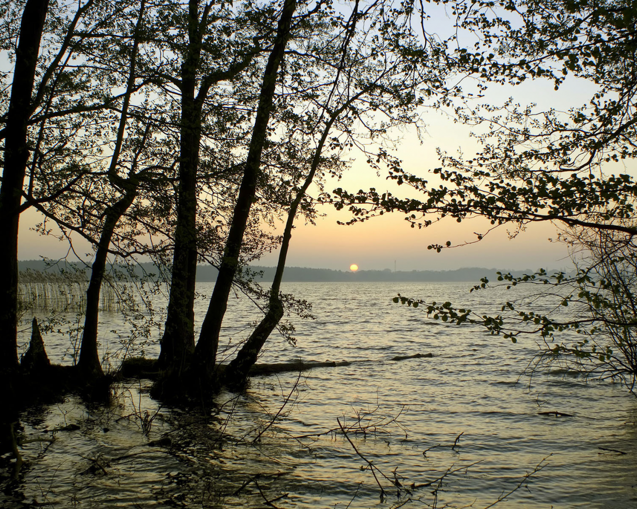 деревья, солнце, водоём, горизонт, минорно, закат, ветки, вода