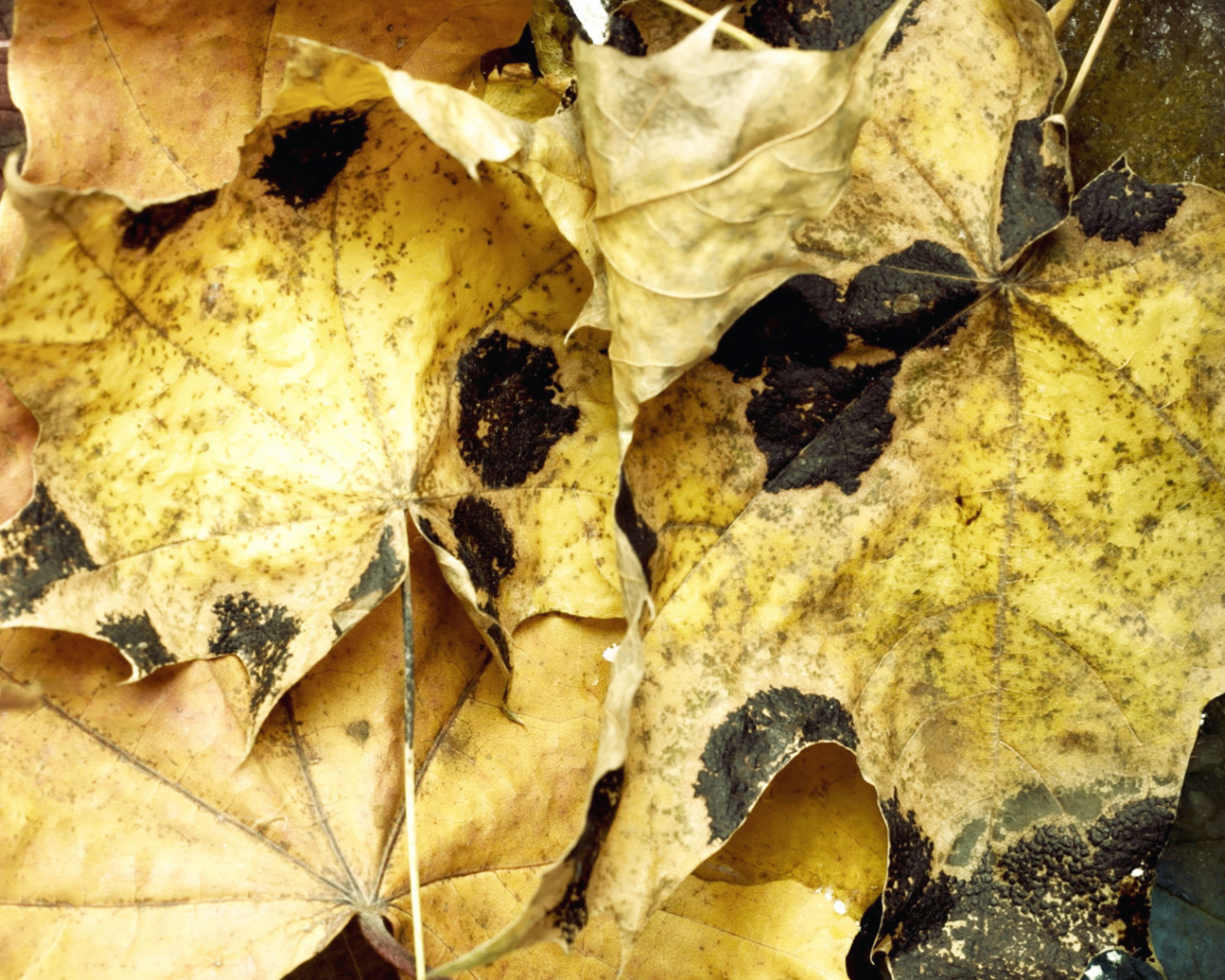 вода, leaves, макро, water, листья, autumn, осень, 1920x1080, macro