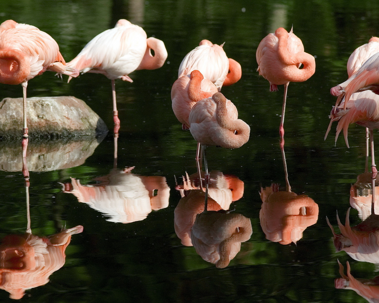 розовые, отражение, фламинго, вода, flamingo
