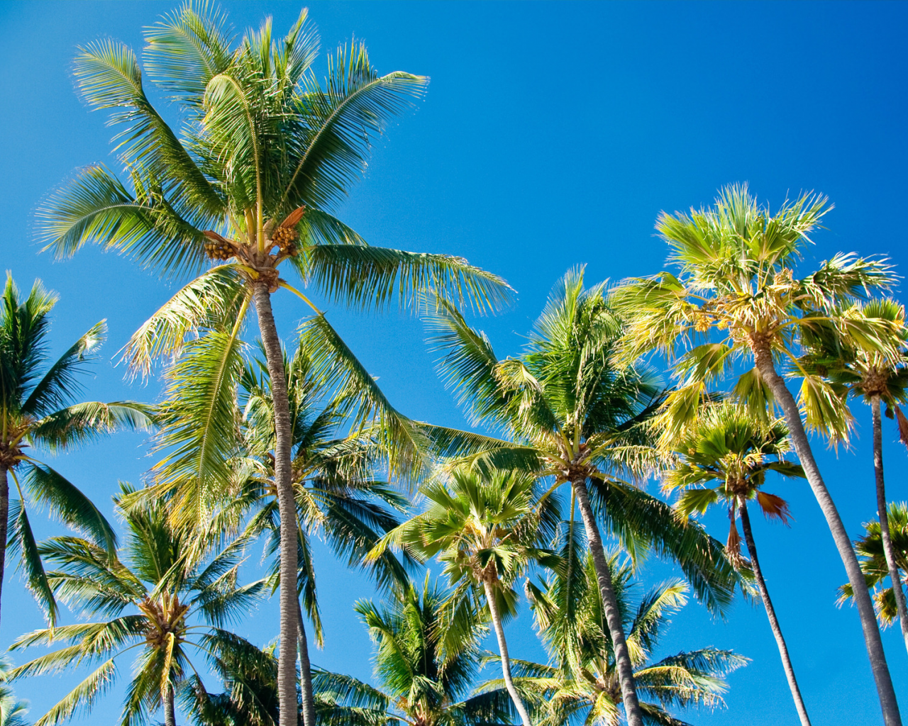 пальмы, листья, palms, paradise