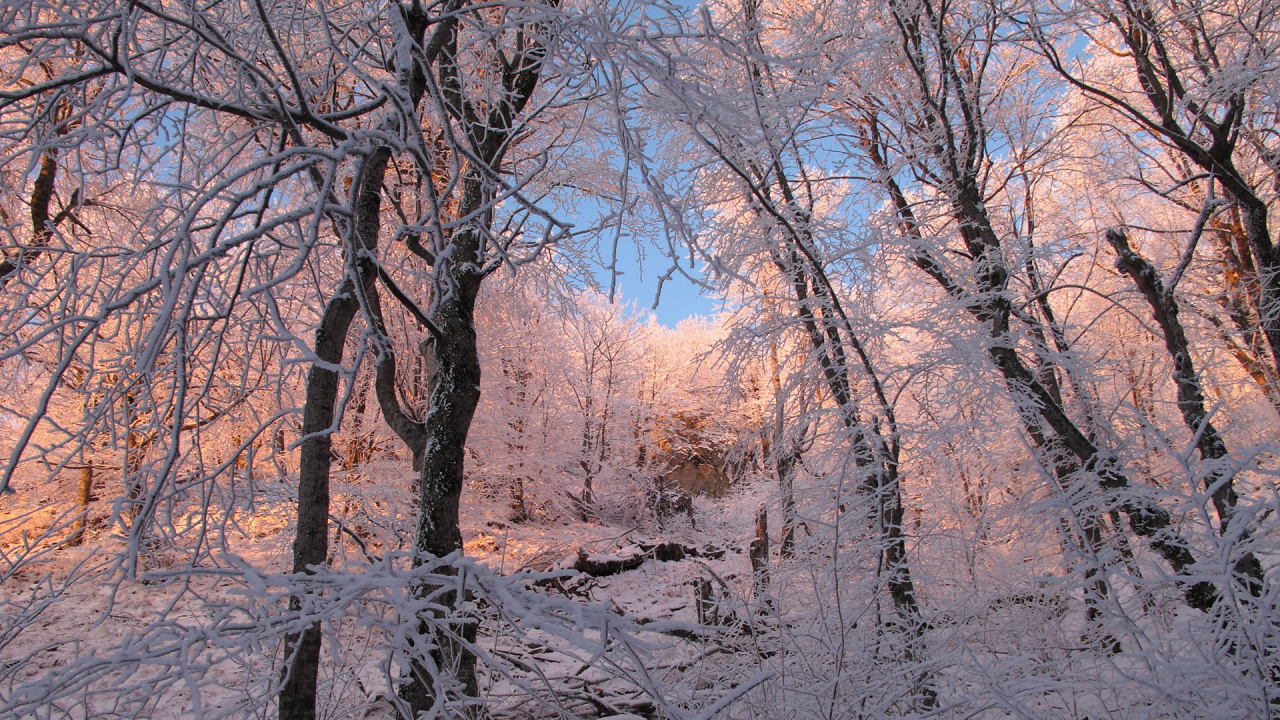 природа, иней, деревья, мороз, ветки, лес, снег, зима