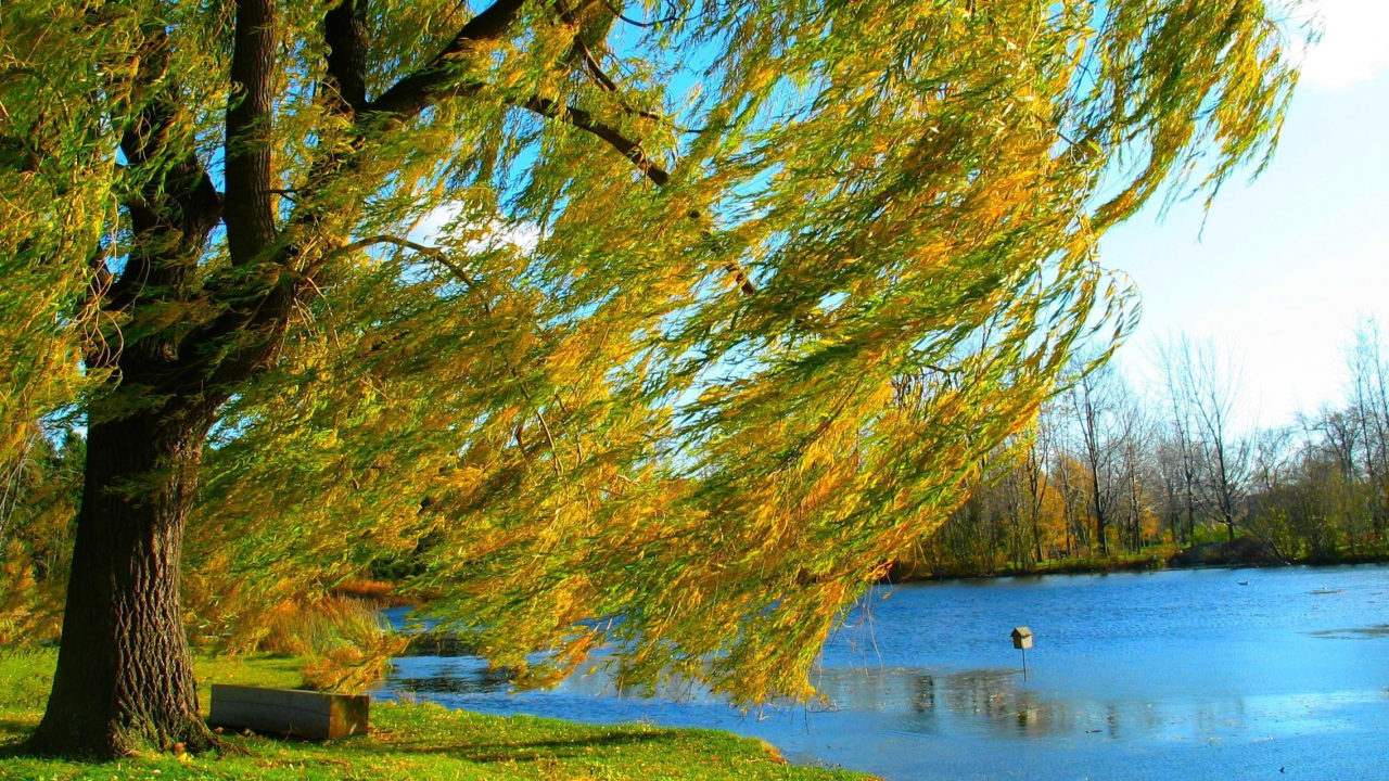 дерево, берег, природа, ива, осень, озеро