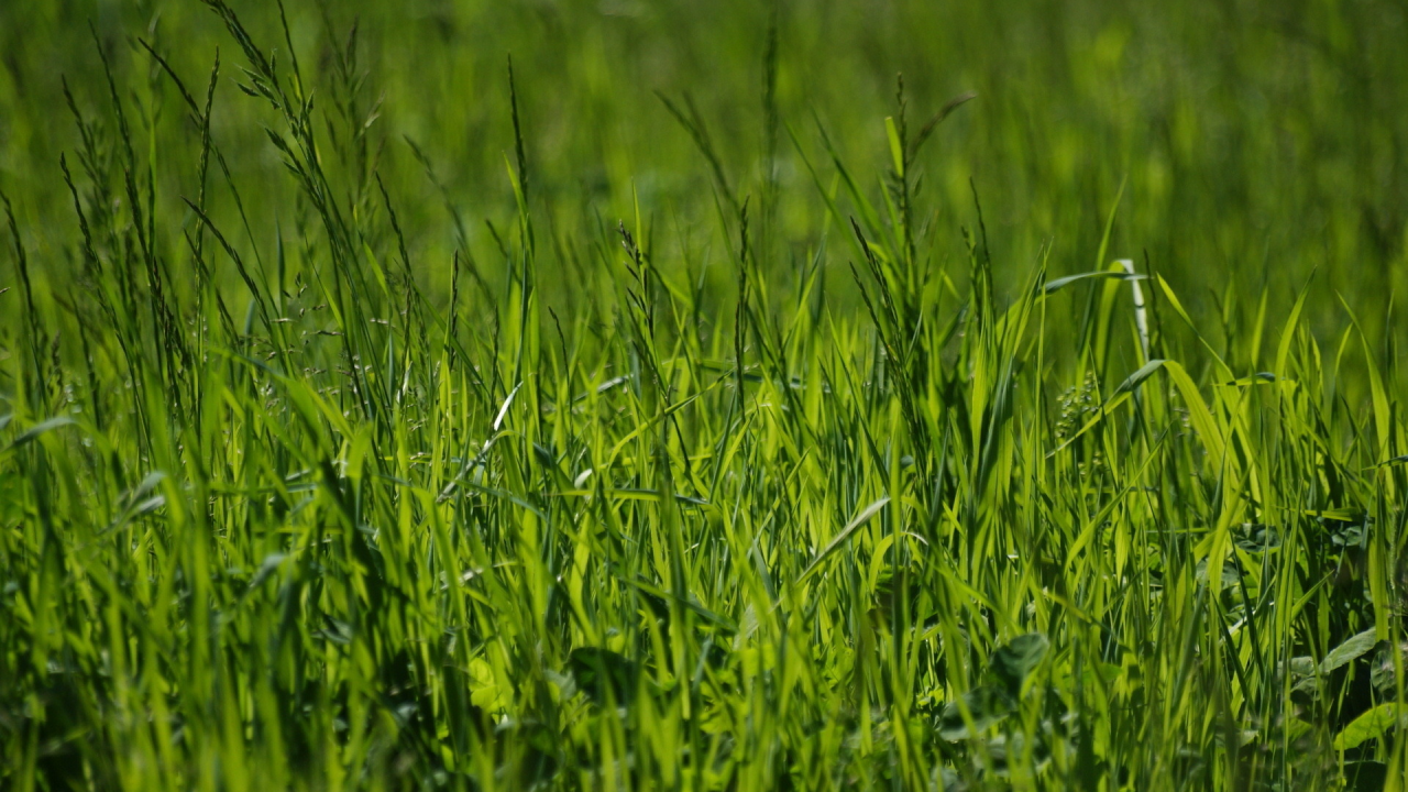 зелёный, фото, лето, весна, природа, трава, зелень, макро обои