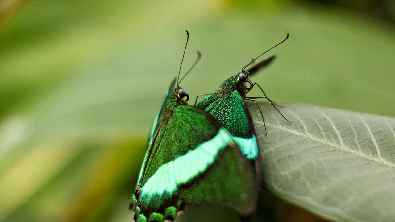 macro, бабочки, leaf, макро, insects, nature, 1920x1272, природа, butterflies, листок, насекомые