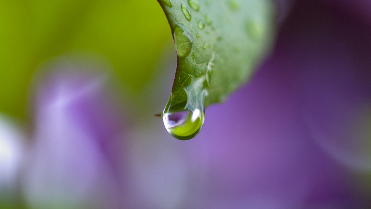 лист, purple drop, капли