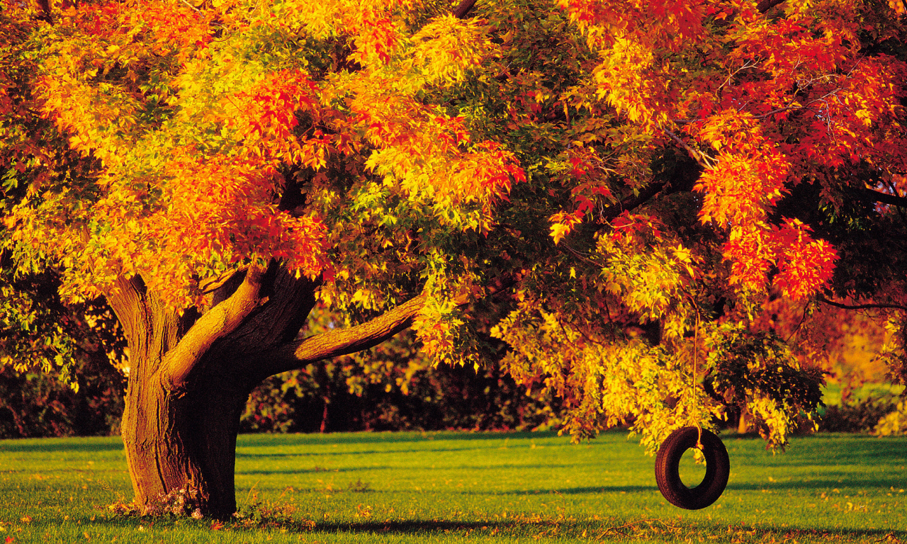 осень, дерево, колесо, качелька