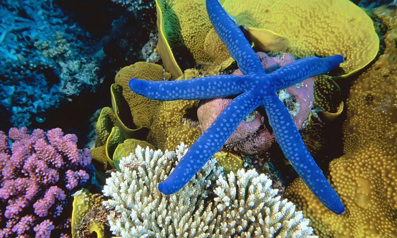 кораллы, подводный мир, морская звезда, underwater, море