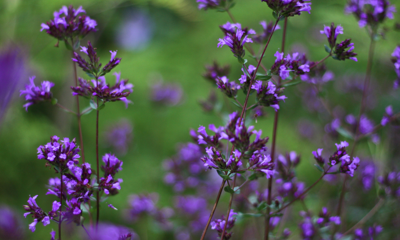 травушка, violet breeze, фиолетбриз, цветочьки