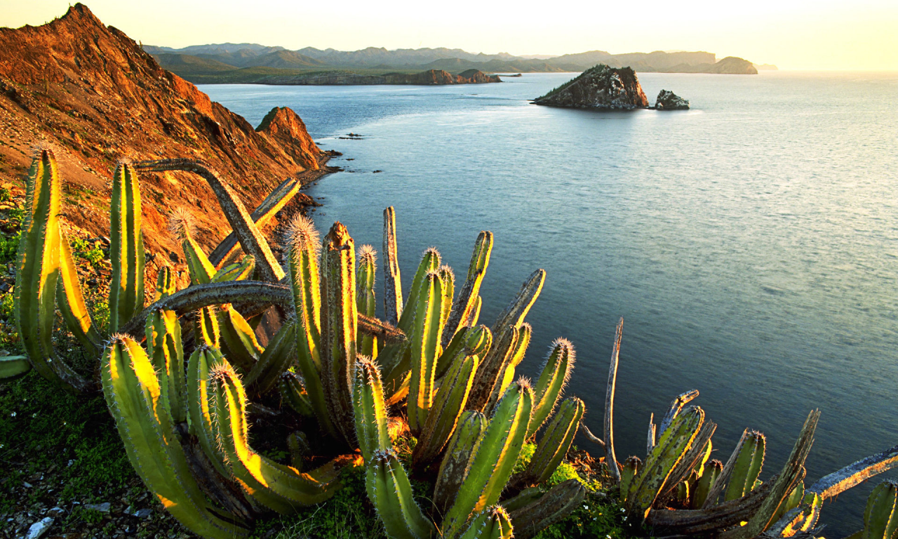 senita cacti, growing, on isla dati