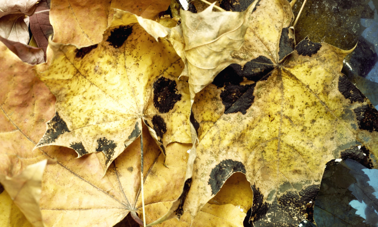 вода, leaves, макро, water, листья, autumn, осень, 1920x1080, macro