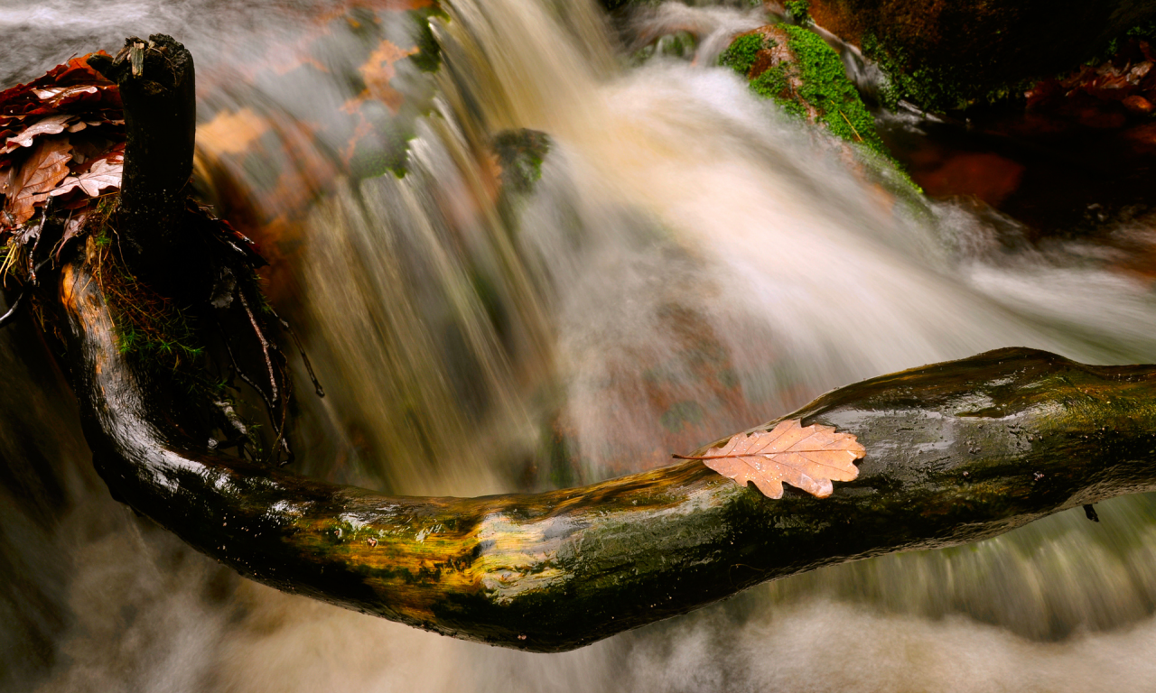 осень, ветки, природа, поток, листва, камни, ручей