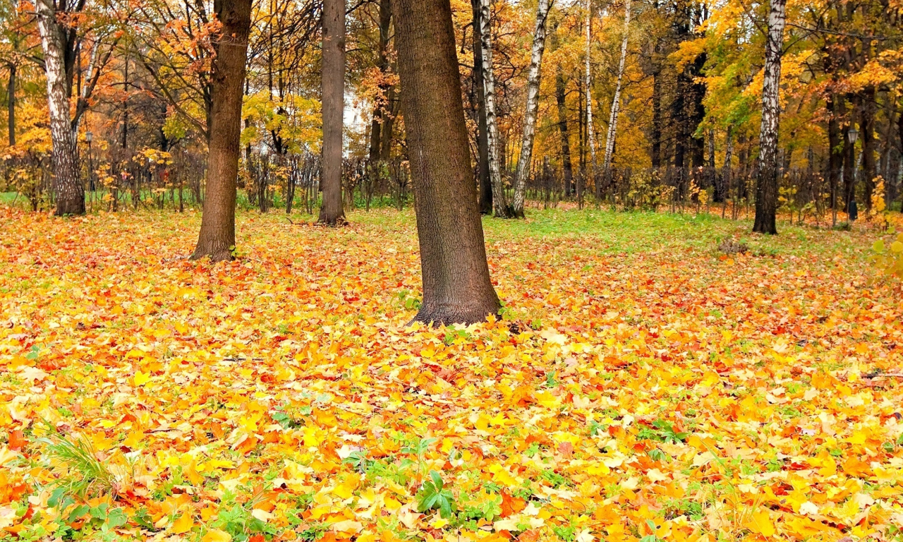 осень, листва, perfect autumn, опадаюшая, время, красок