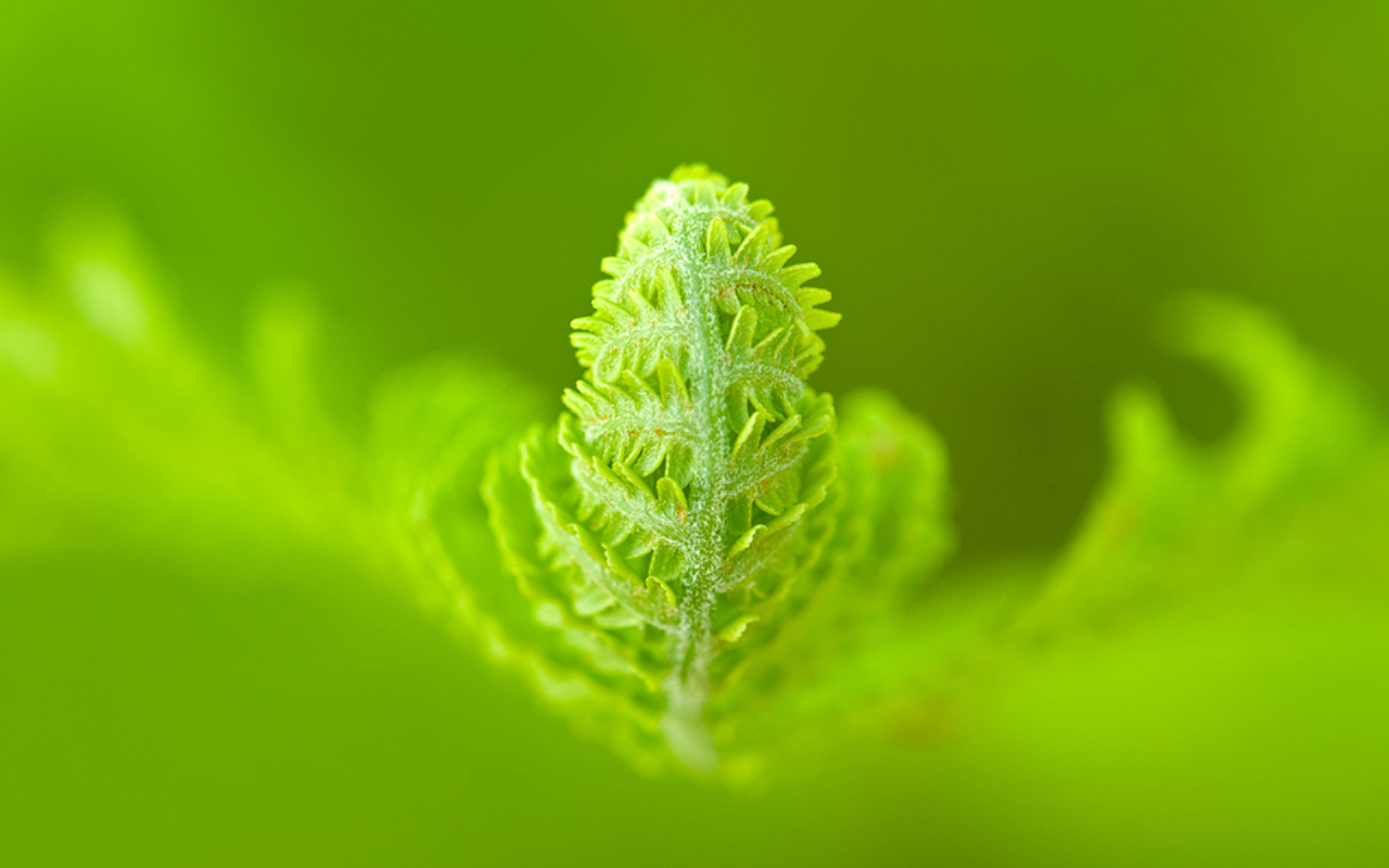 a green world, жизнь, зелень