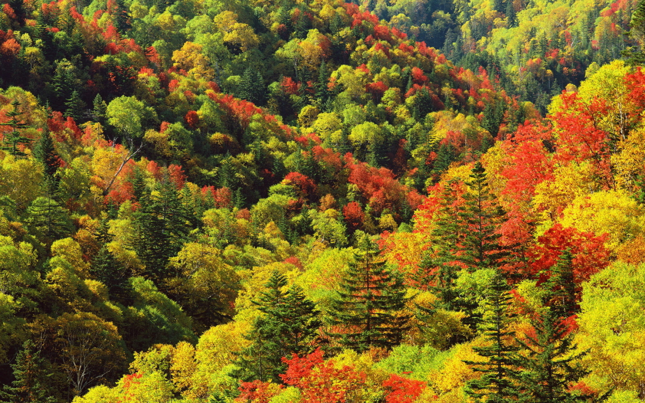 деревья, яркие цвета, листва, холмы, лес, осень