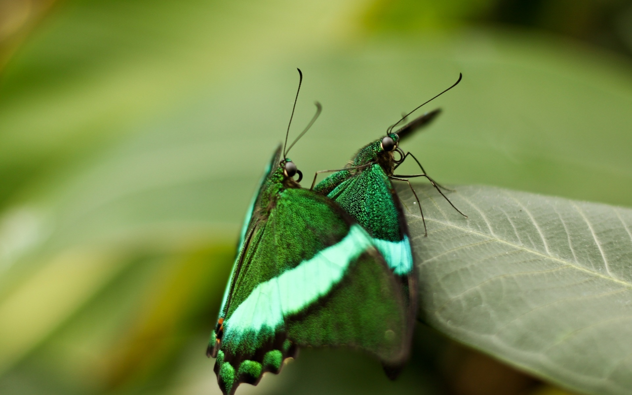 macro, бабочки, leaf, макро, insects, nature, 1920x1272, природа, butterflies, листок, насекомые