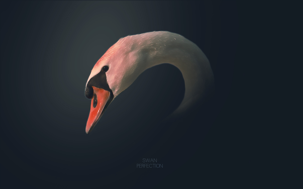 2560x1600, рисунок, lettering, надпись, picture, bird, птица, swan, лебедь