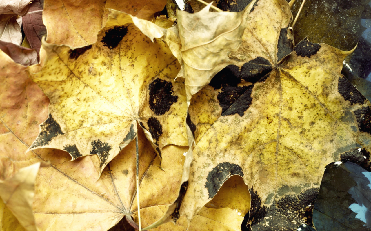 вода, leaves, макро, water, листья, autumn, осень, 1920x1080, macro