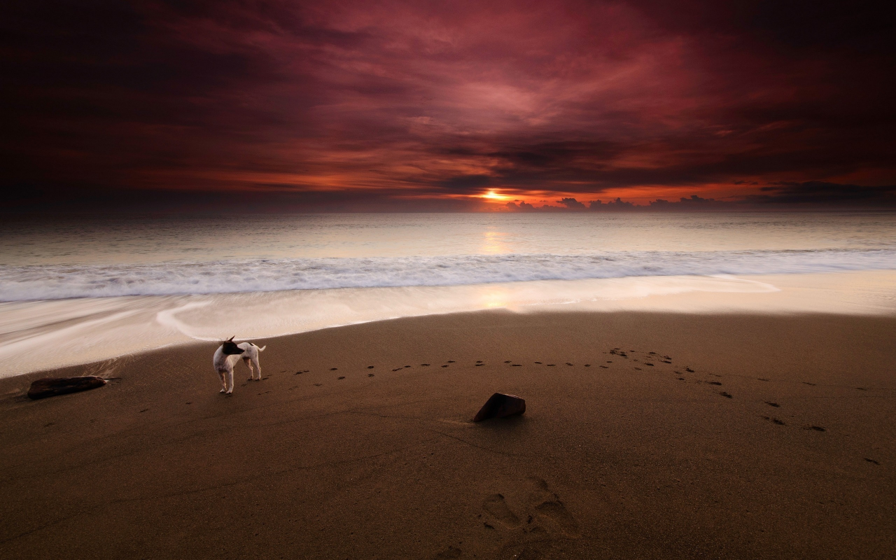 закат, пляж, море, собака