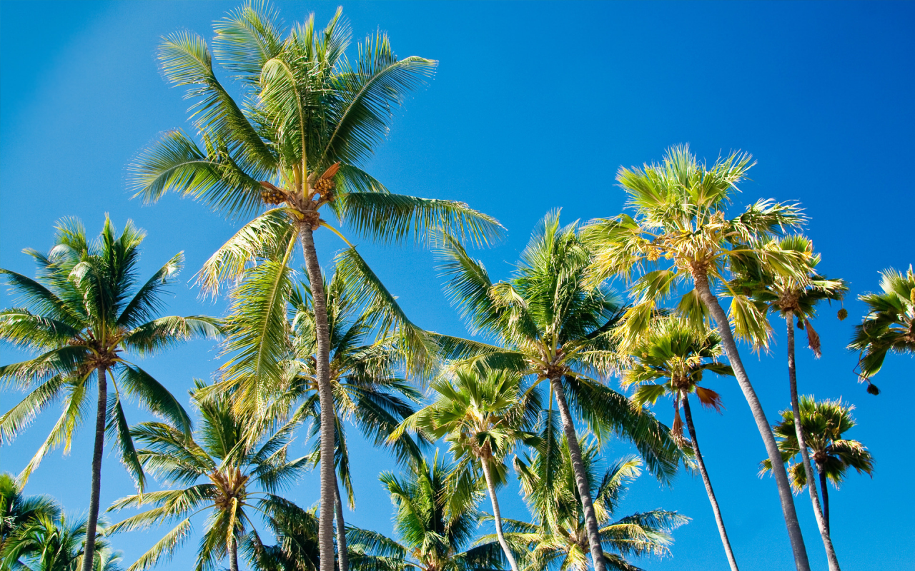 пальмы, листья, palms, paradise