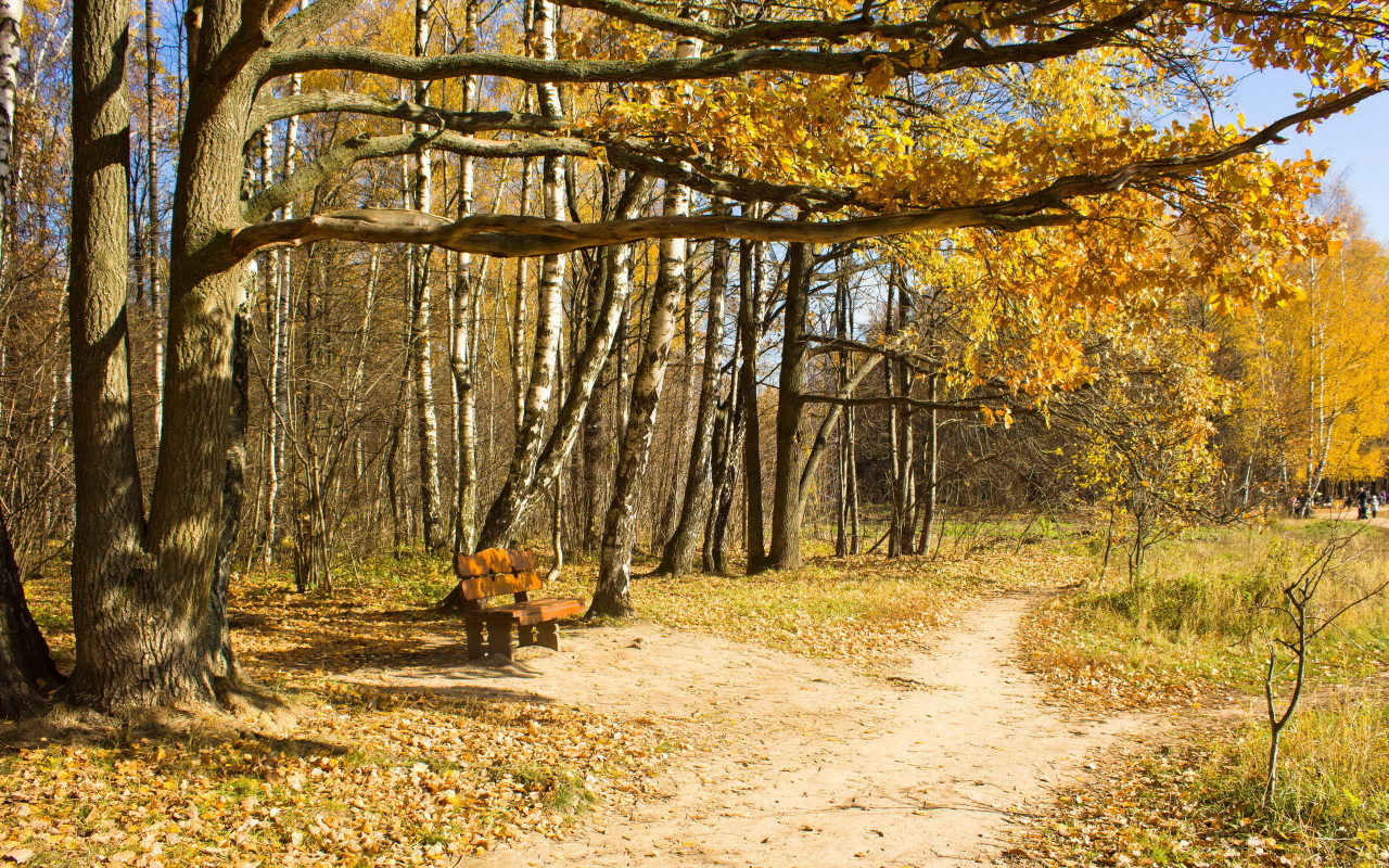 осень, деревья, скамья