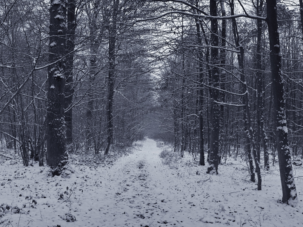 зима, природа, деревья, снег, лес