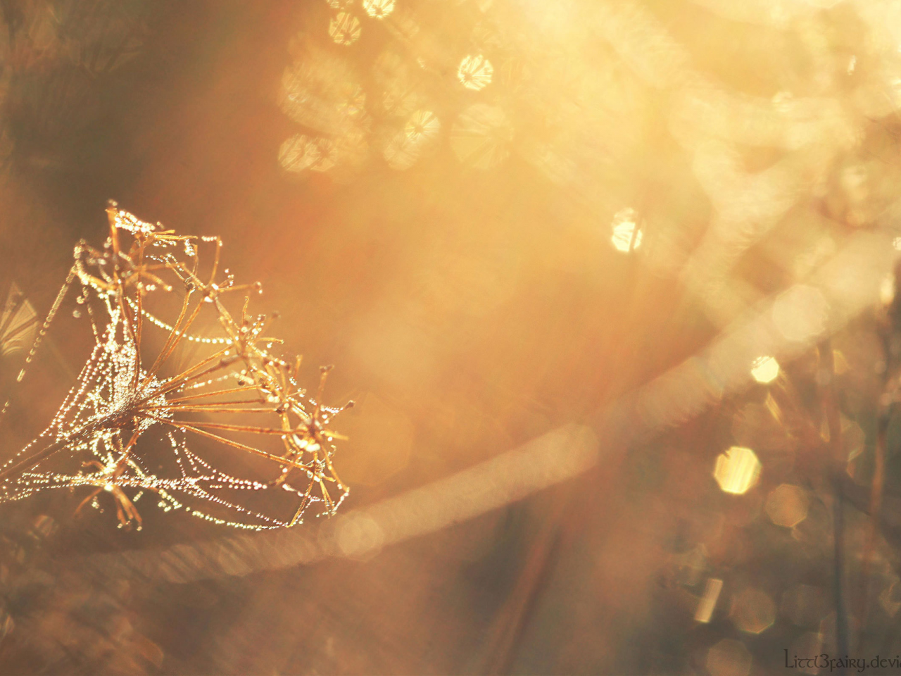 photo, sunlight, dandelion, makro