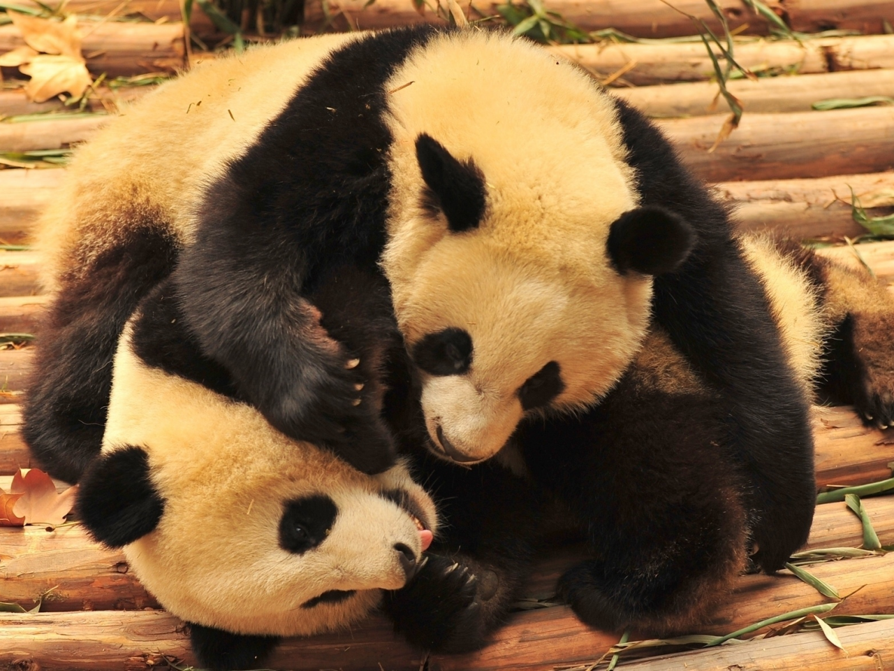 бамбуковые, животные, панды, медведи
