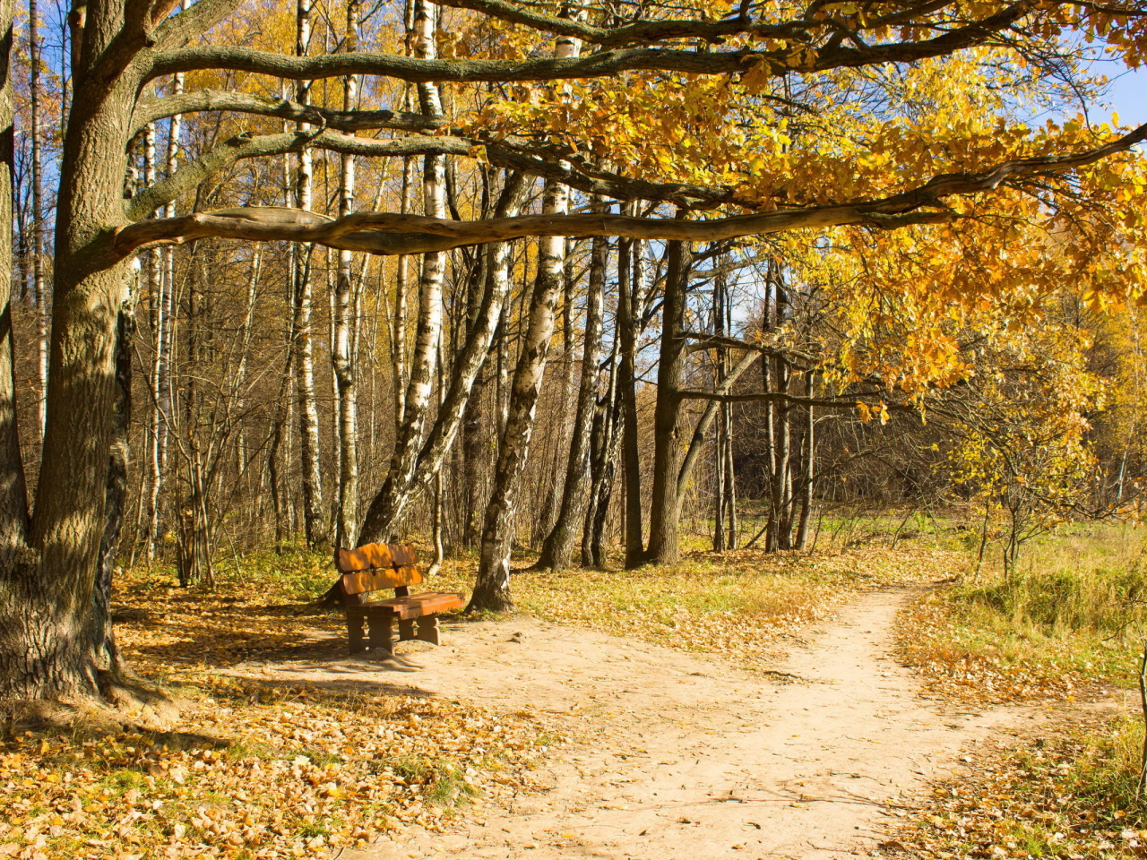 осень, деревья, скамья