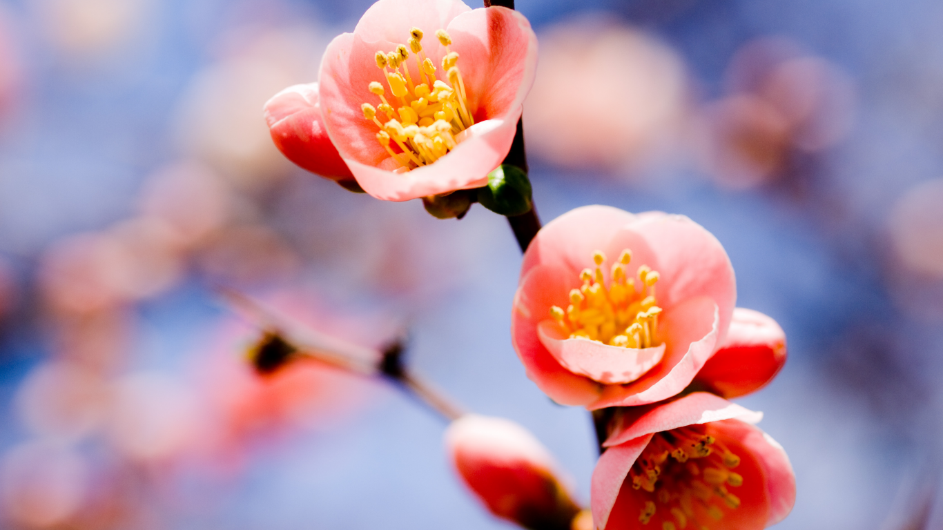 абрикос, три цветка, небо, весна, ветка