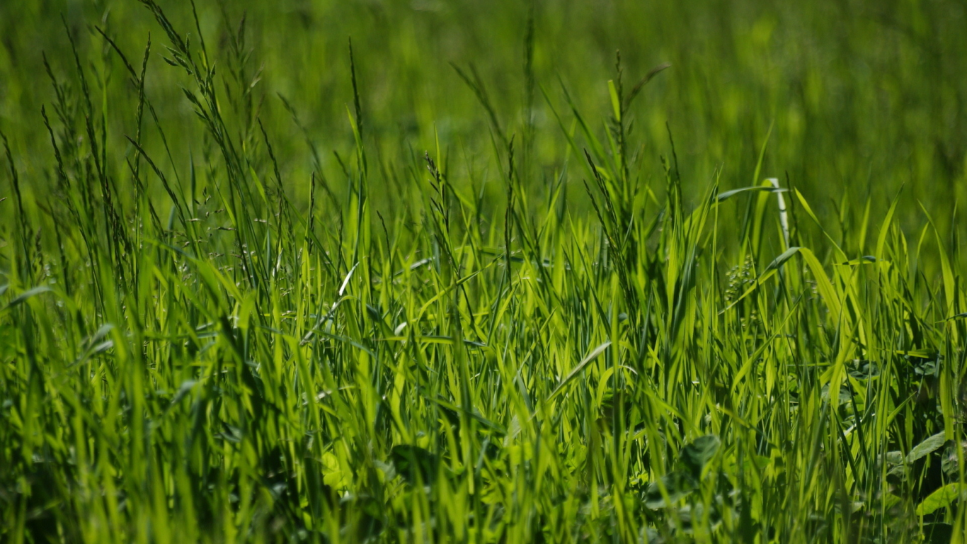 зелёный, фото, лето, весна, природа, трава, зелень, макро обои