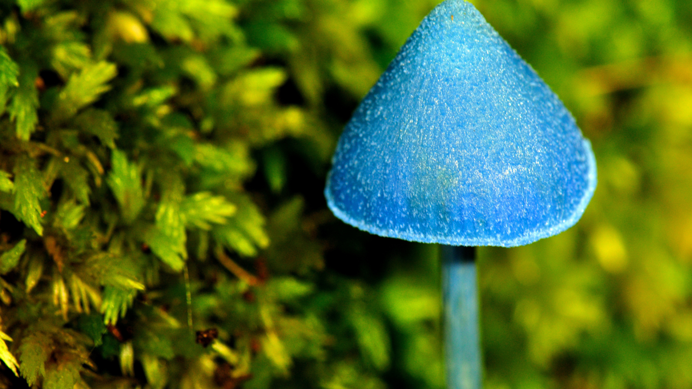 магический, макро, голубой, грибочек, гриб, синий