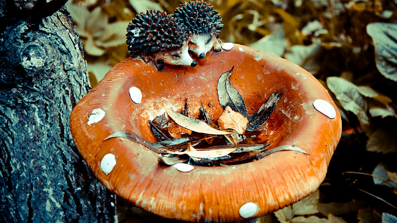 грибы, ежики, осень