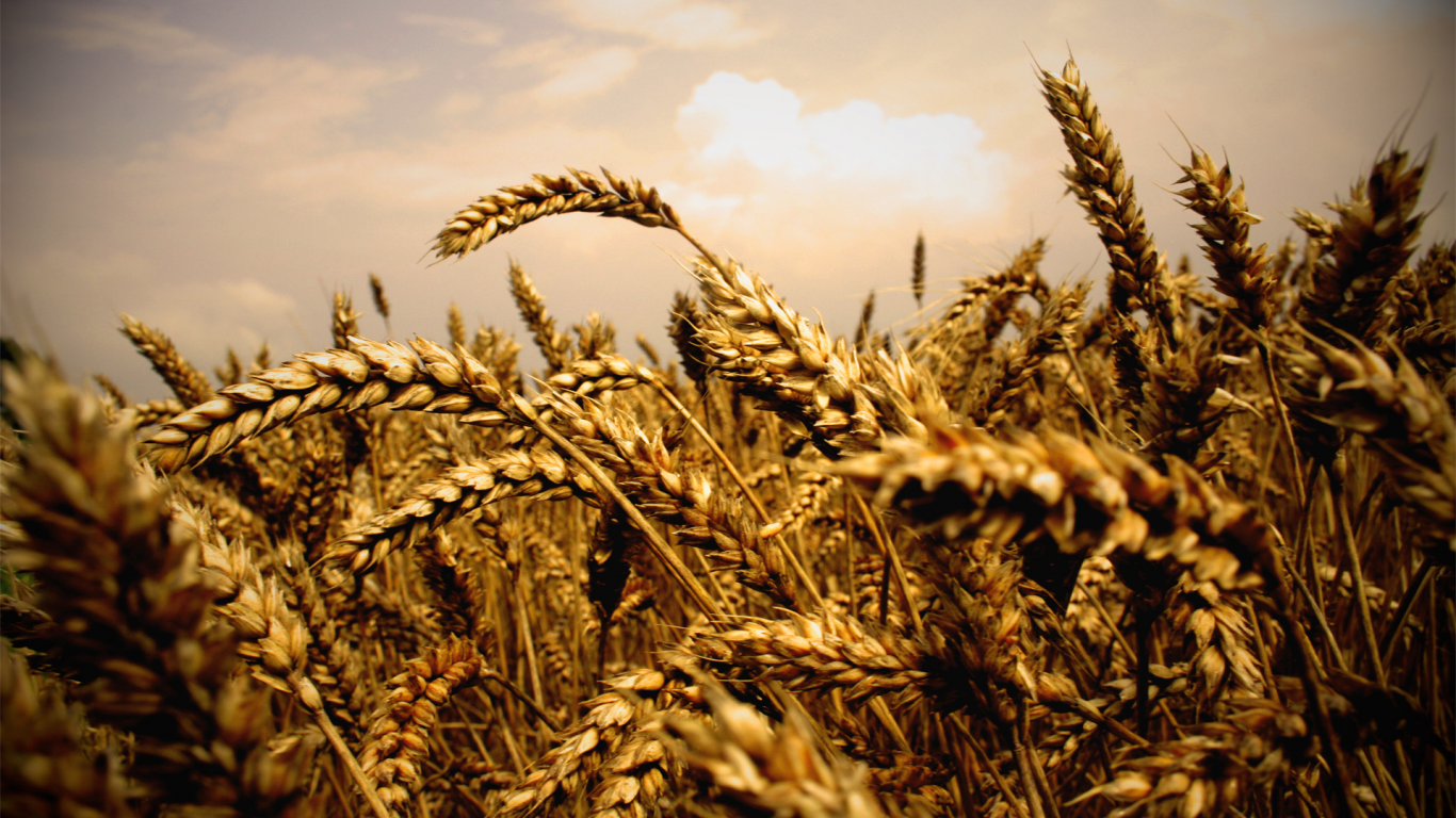 колосья, макро, пшеница, поле, природа, фото