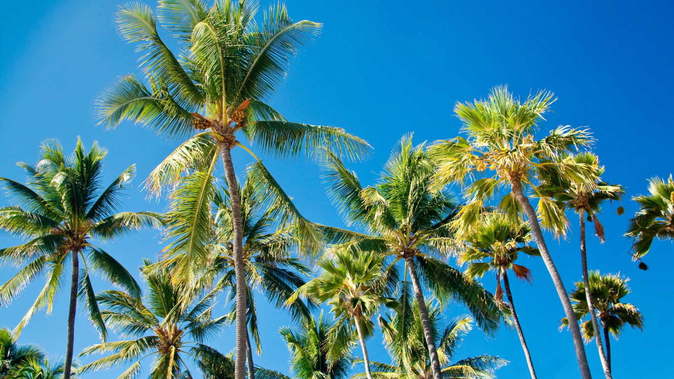 пальмы, листья, palms, paradise