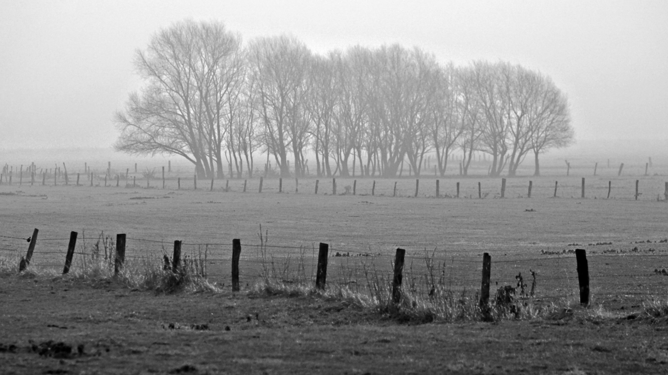 обои, view, туман, природа, деревья, пейзажи, fog, фото