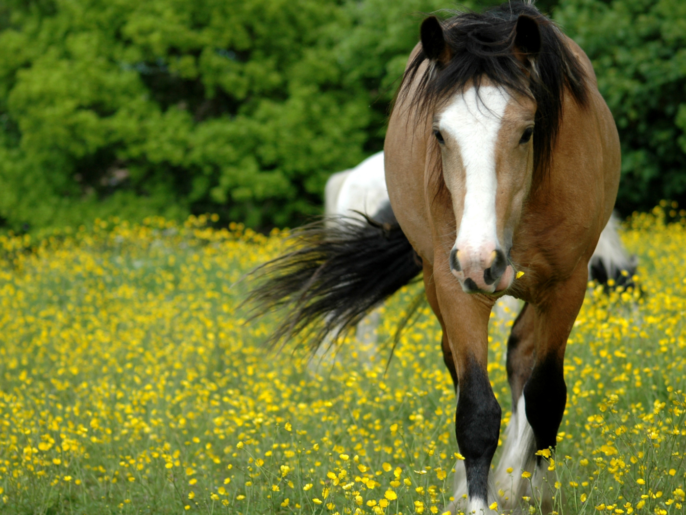 лошадь, поле, морда, пастбище, трава, цветы, окрас, конь, луг, пятна, поляна, грива