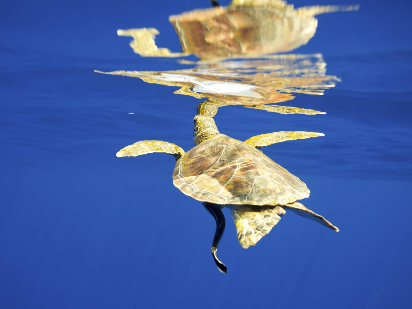 черепаха, отражение, море, желтая, под водой, вода, поверхность
