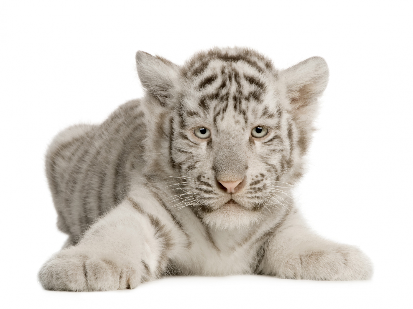 белый, малыш, тигрёнок