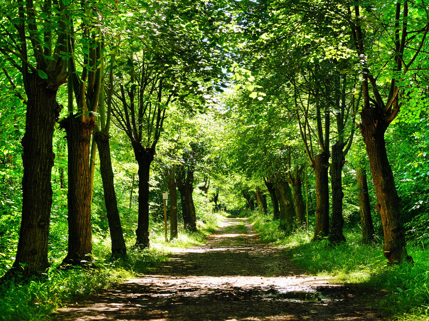 дорога, деревья, растения, растение, природа, тропинка, лес, зелень, дороги, тропинки, листья, путь, парк, трава
