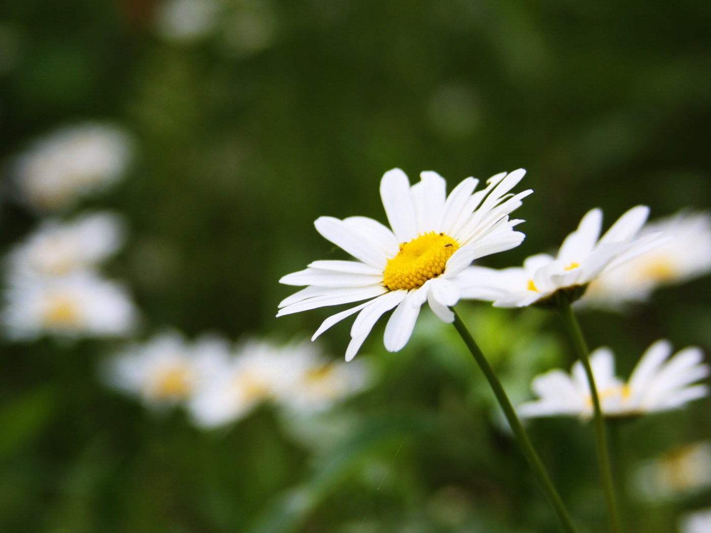 ромашка, зелень, ромашки, тепло, summer, лето, запах лета, трава, camomile, цветы, flowers