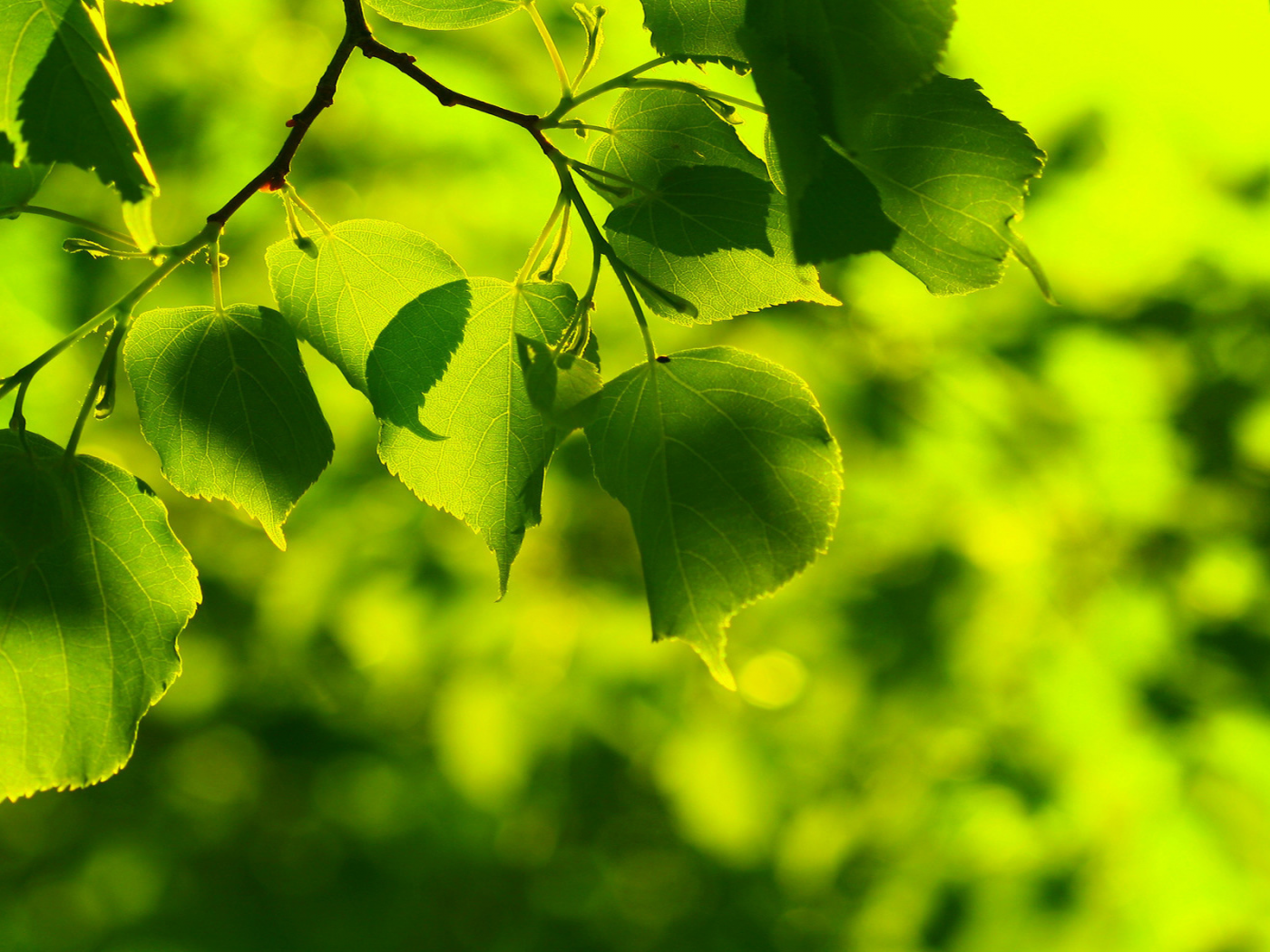 зелень, солнечные, салатовые, веточка, ярко, листья, свежесть